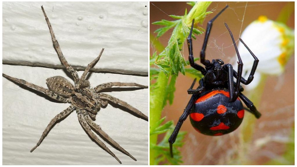 Kuvaus ja valokuvia hämähäkkeistä Rostovin alueella