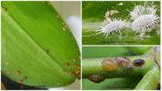 Παράσιτα των Ορχιδέων Phalaenopsis