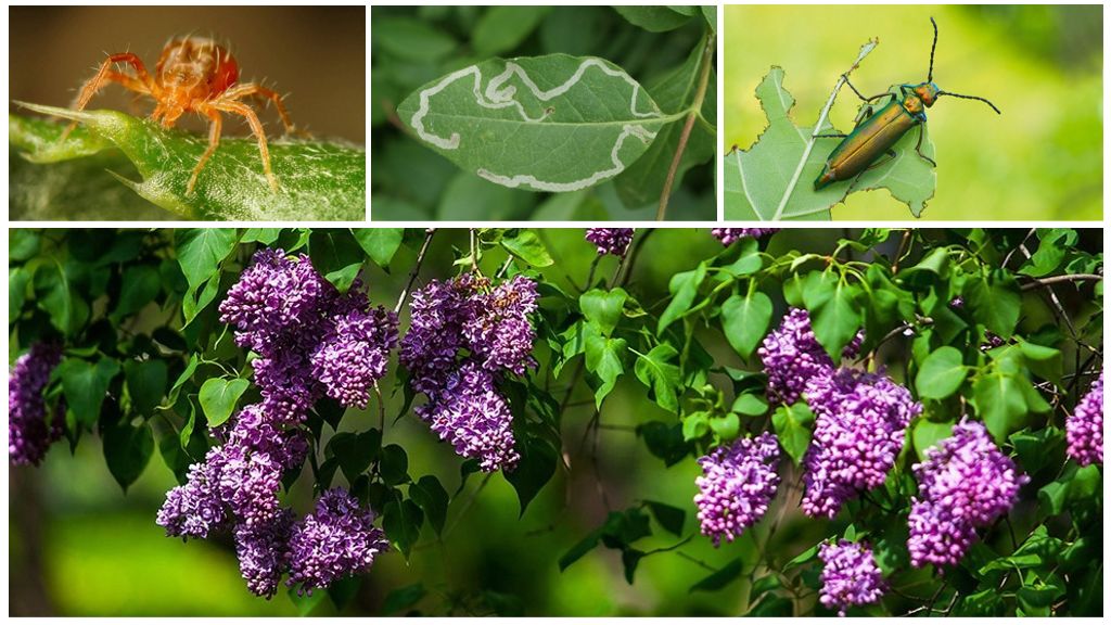 Come affrontare gli insetti verdi su un lilla