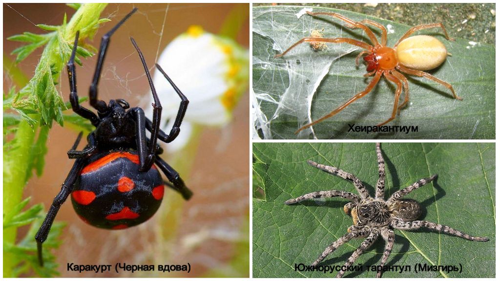 Labah-labah yang paling berbahaya di Rusia