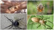 Δηλητηριώδεις αράχνες της Ρωσίας