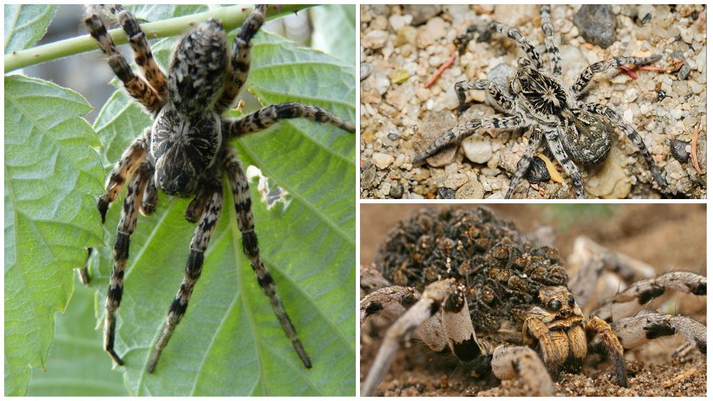 Beskrivning och foton av spindlar i Moskva-regionen