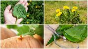 Növények, amelyek segítenek a rovarok harapásában