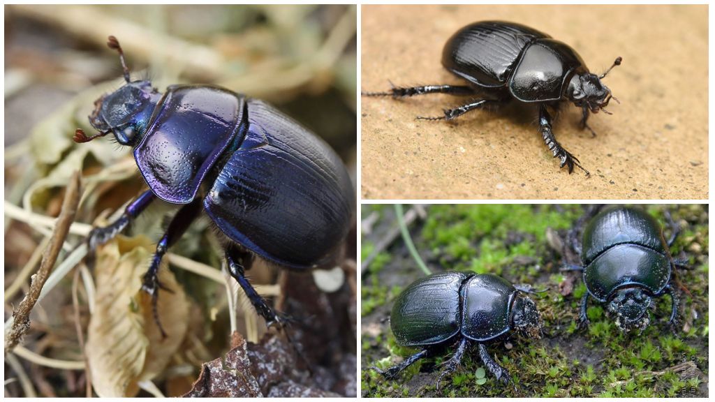 Descrizione e foto di uno scarabeo stercorario