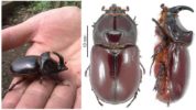 Rhinoceros beetle