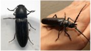 Escarabajo Cascanueces (gusano de alambre)