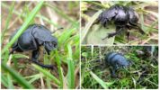 Kumbang Strigun