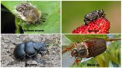 Mga Beetles sa isang Strawberry