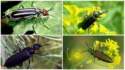 Bugs escarabats