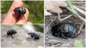 Escarabajo Strigun