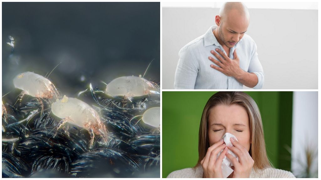Sintomas e tratamento de alergias a carrapatos na poeira doméstica