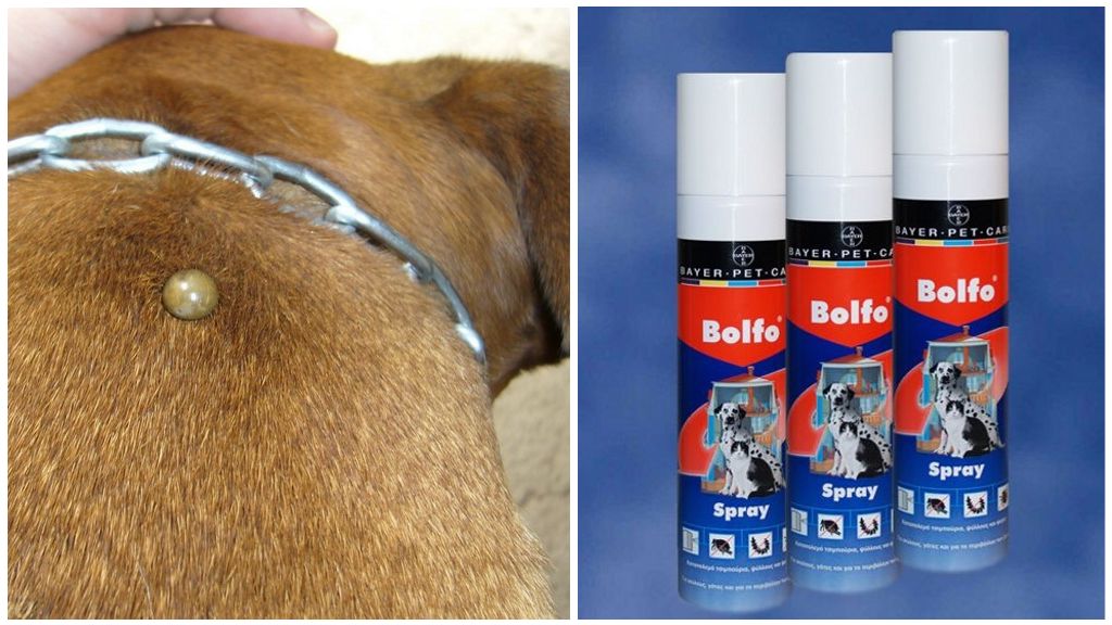 Hund Tick Bolfo Spray