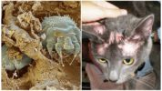 Scabies mite dalam kucing