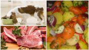Διατροφή παγκρεατίτιδας σκύλου