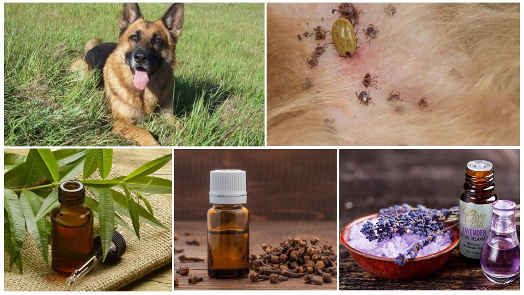 Како заштитити пса од крпеља народним лековима
