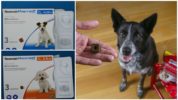 Tabletes Nexguard de primera línia per a gossos