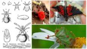 מחזור החיים של החיפושית האדומה