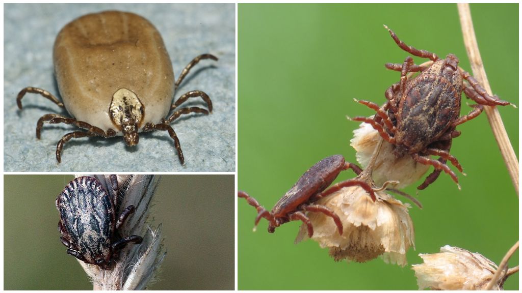 Mô tả và hình ảnh của một con bọ cỏ
