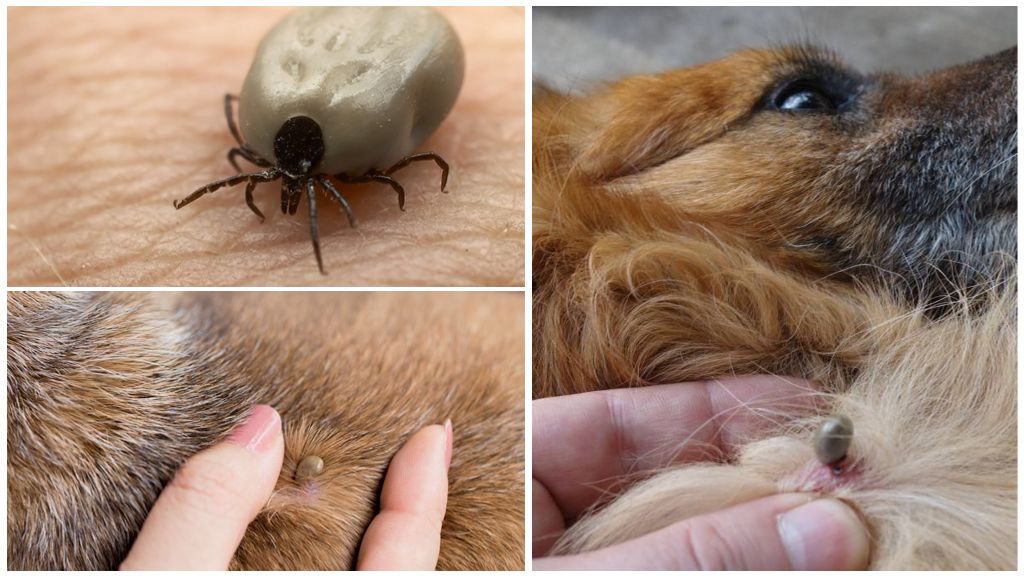 How long does a tick sit on a dog