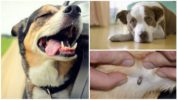 Encefalitis transmesa per tick en gossos