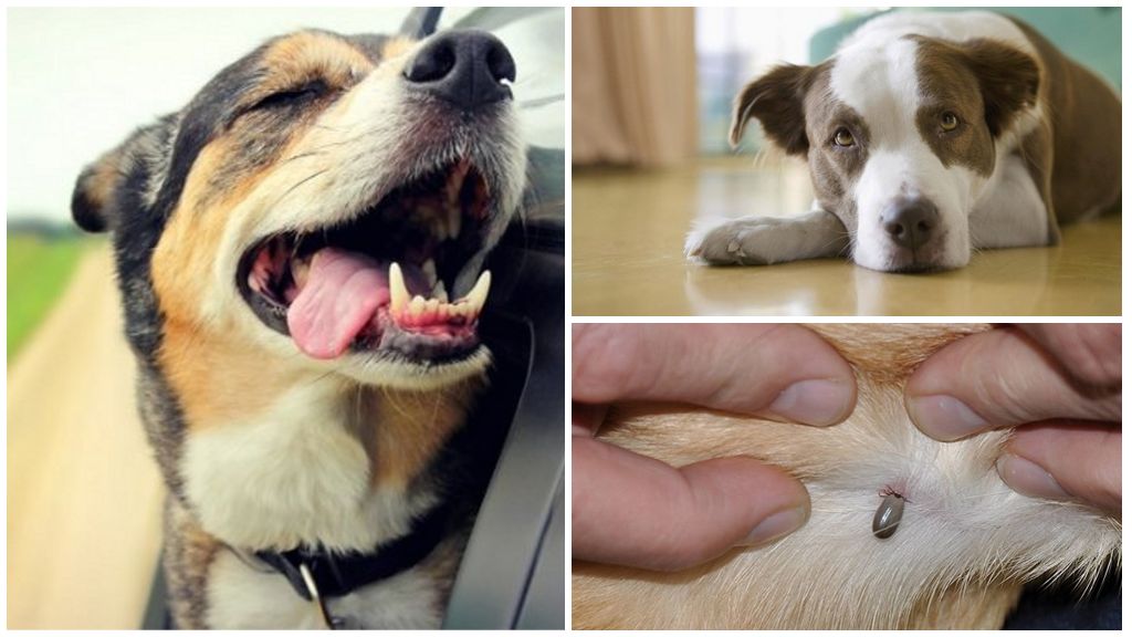 Durch Zecken übertragene Enzephalitis bei Hunden: Symptome und Behandlung
