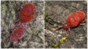 Röda skalbaggar