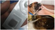 Frontline Nexgard-piller för fästingar och loppor för hundar
