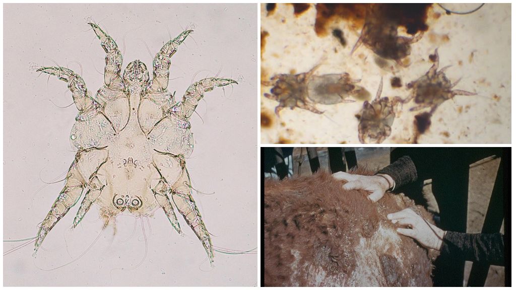 Mô tả và hình ảnh bọ ve trên động vật