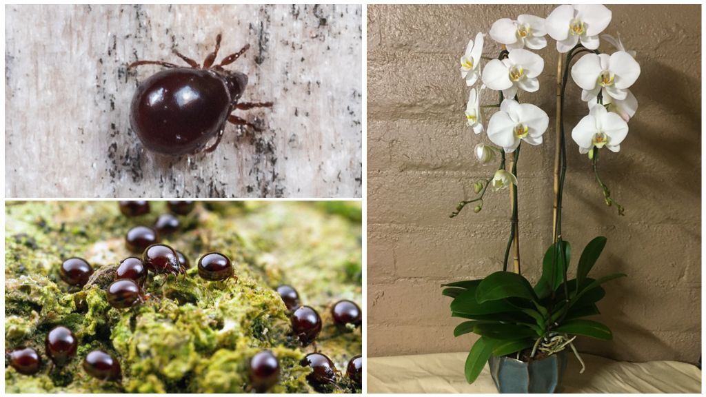 Hur man kan bli av med skal och spindelkvalster på en orkidé