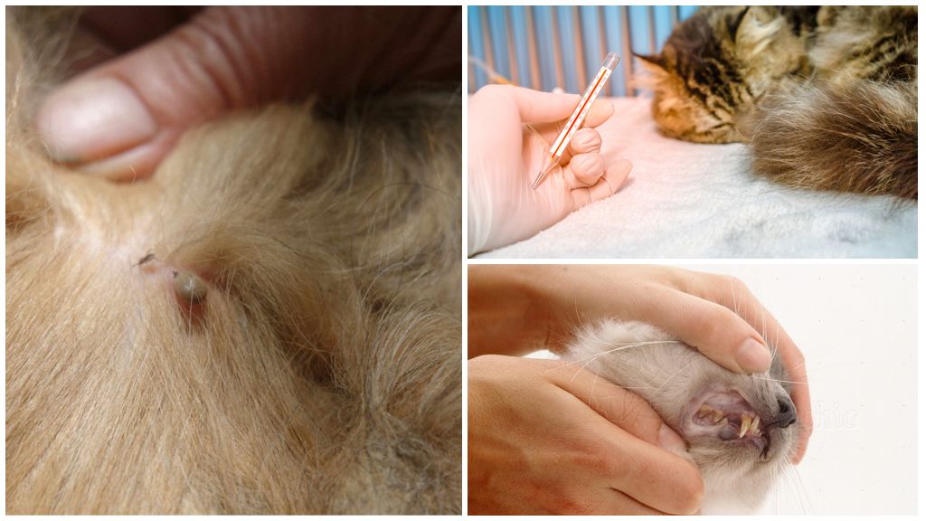 Kärsivätkö kissat pyroplasmoosista?