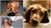 Los efectos de la piroplasmosis en perros