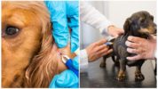 Vacinação de carrapatos para cães