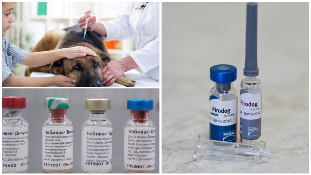 Zastrzyki ze szczepionki przeciw piroplazmozie dla psów