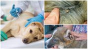 Köpekler için pyroplasmosis aşısı