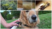 תרופות עממיות לכלבים מפני קרציות