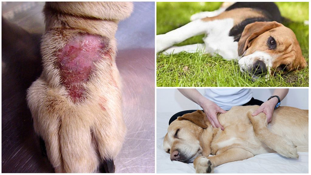 Síntomas y tratamiento de la enfermedad de Lyme en perros.