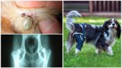 Komplikasi selepas Borreliosis dalam Anjing
