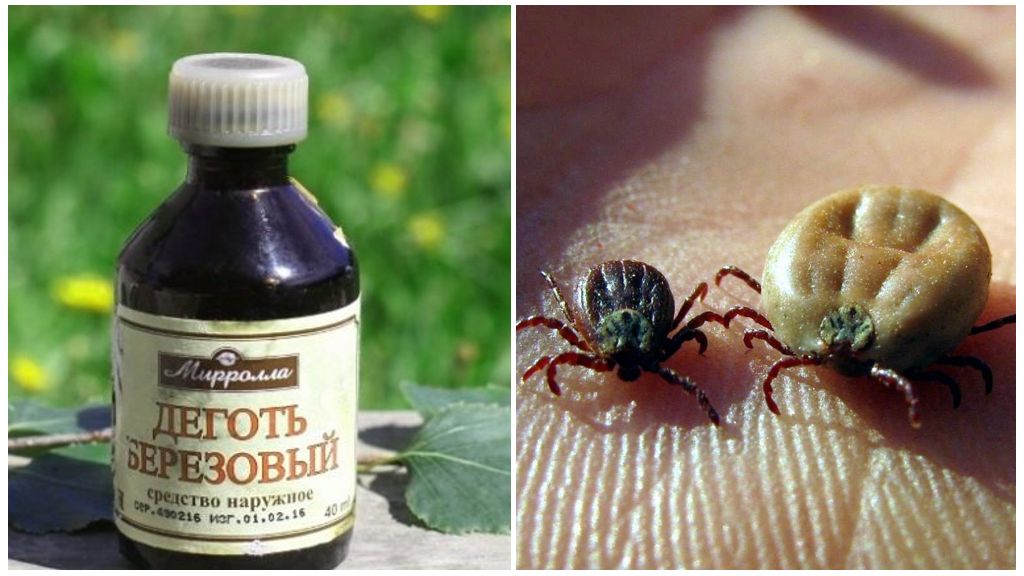 Plants that repel ticks in the country, and other folk remedies