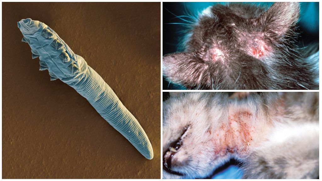 Sintomi e trattamento della zecca sottocutanea nei gatti