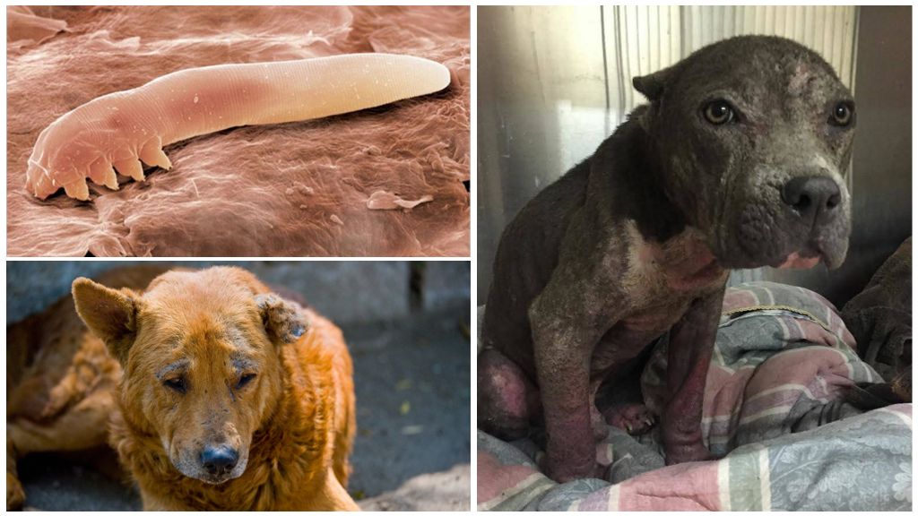 Símptomes, tractament i fotos de la demodicosi en gossos