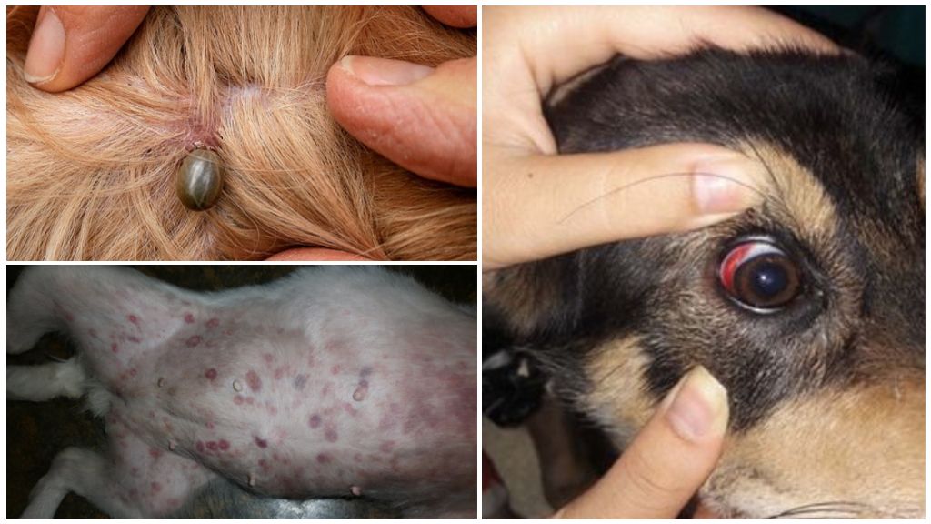 أعراض وعلاج داء الكلبات في الكلاب