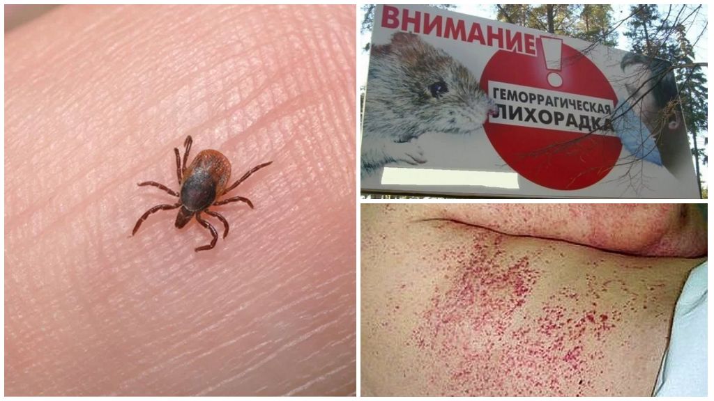 Những loại bọ ve nào có ở Crimea