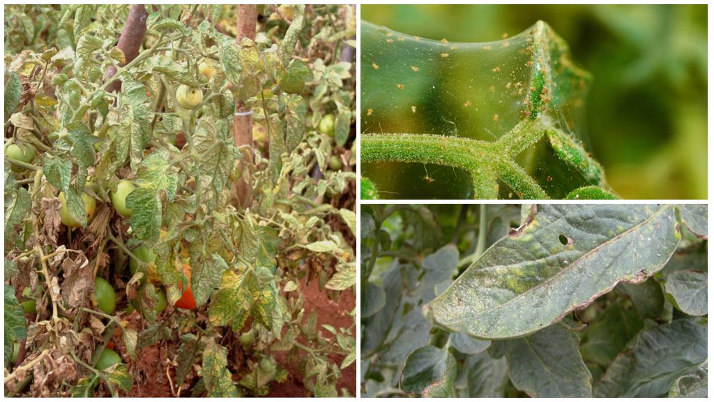 Мерки за контрол на паякообразни акари върху домати
