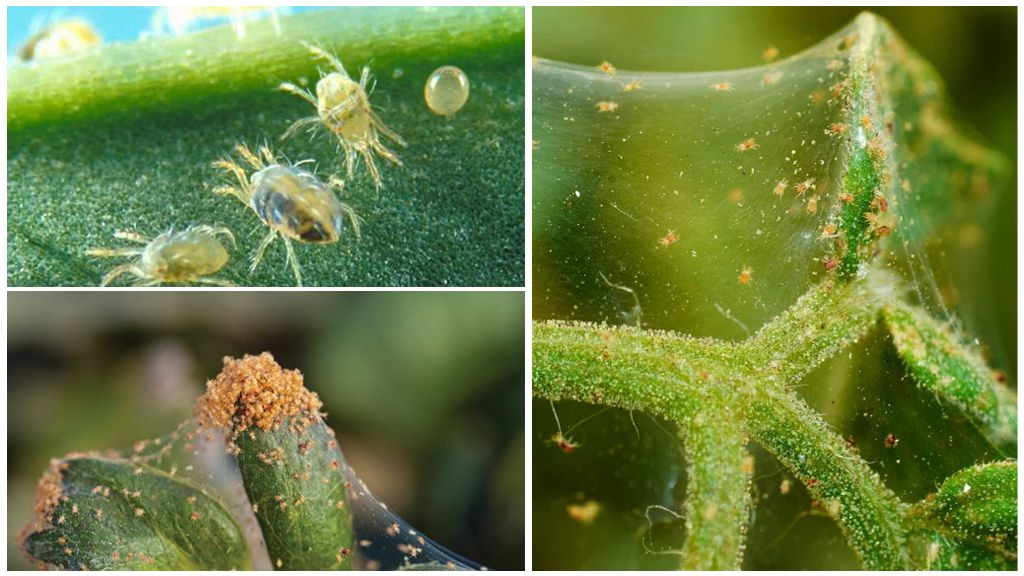 Превенция и контрол на паякообразни акари в оранжерията