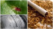 Tabacco e lime da un acaro ragno