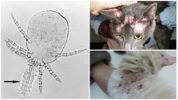 Thrombiculosis dalam kucing