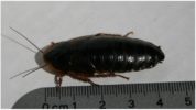 El tamaño de una cucaracha argentina