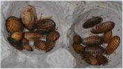 Cría de cucarachas argentinas