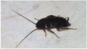 Μαύρη κατσαρίδα