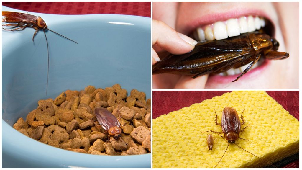 Was passiert, wenn Sie eine Kakerlake schlucken?